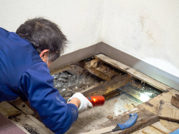 Home Mold Removal in Fairmont, NC