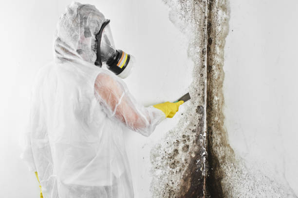 Best Mold Remediation Experts  in Fairmont, NC