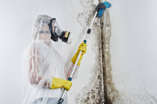 Trusted Fairmont, NC Mold Removal Experts
