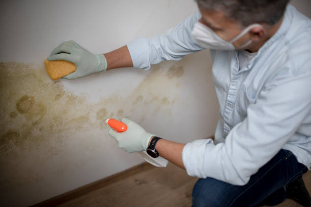 Best Mold Removal Company Near Me  in Fairmont, NC