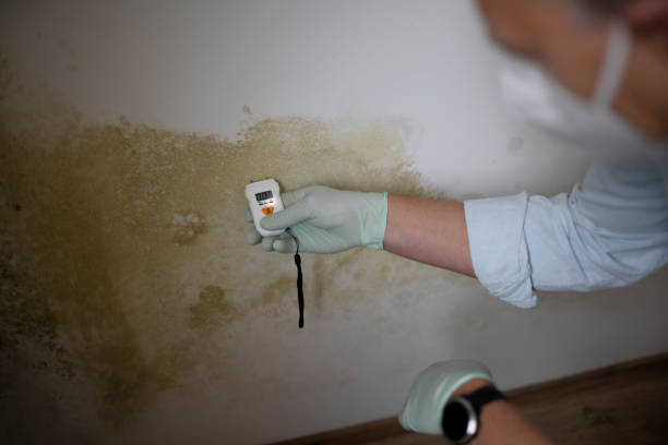 Best Home Mold Removal  in Fairmont, NC