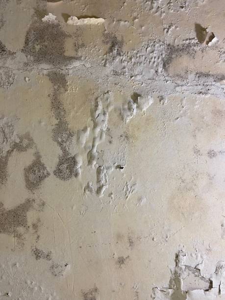 Best Fast Mold Removal  in Fairmont, NC