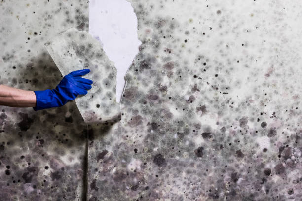 Crawl Space Mold Removal in Fairmont, NC